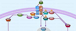 IL9 Pathway